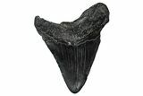 Bargain, Fossil Megalodon Tooth - South Carolina #340150-1